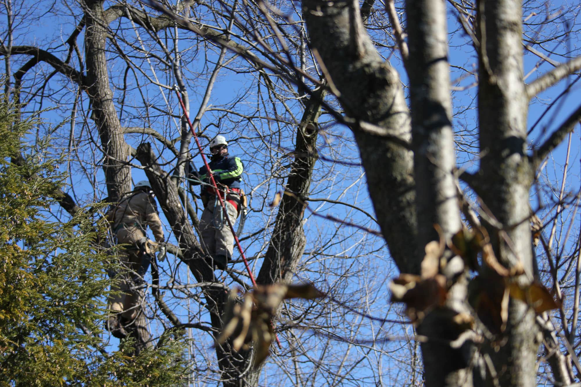 Men performing tree care.