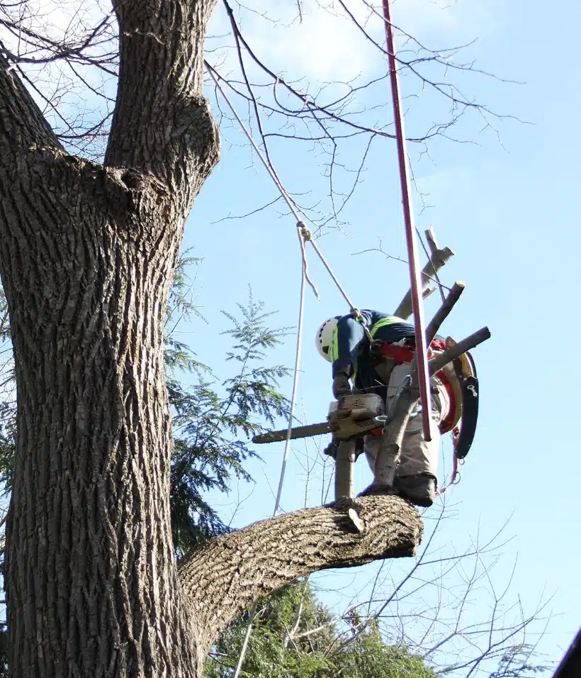 Man doing tree care.