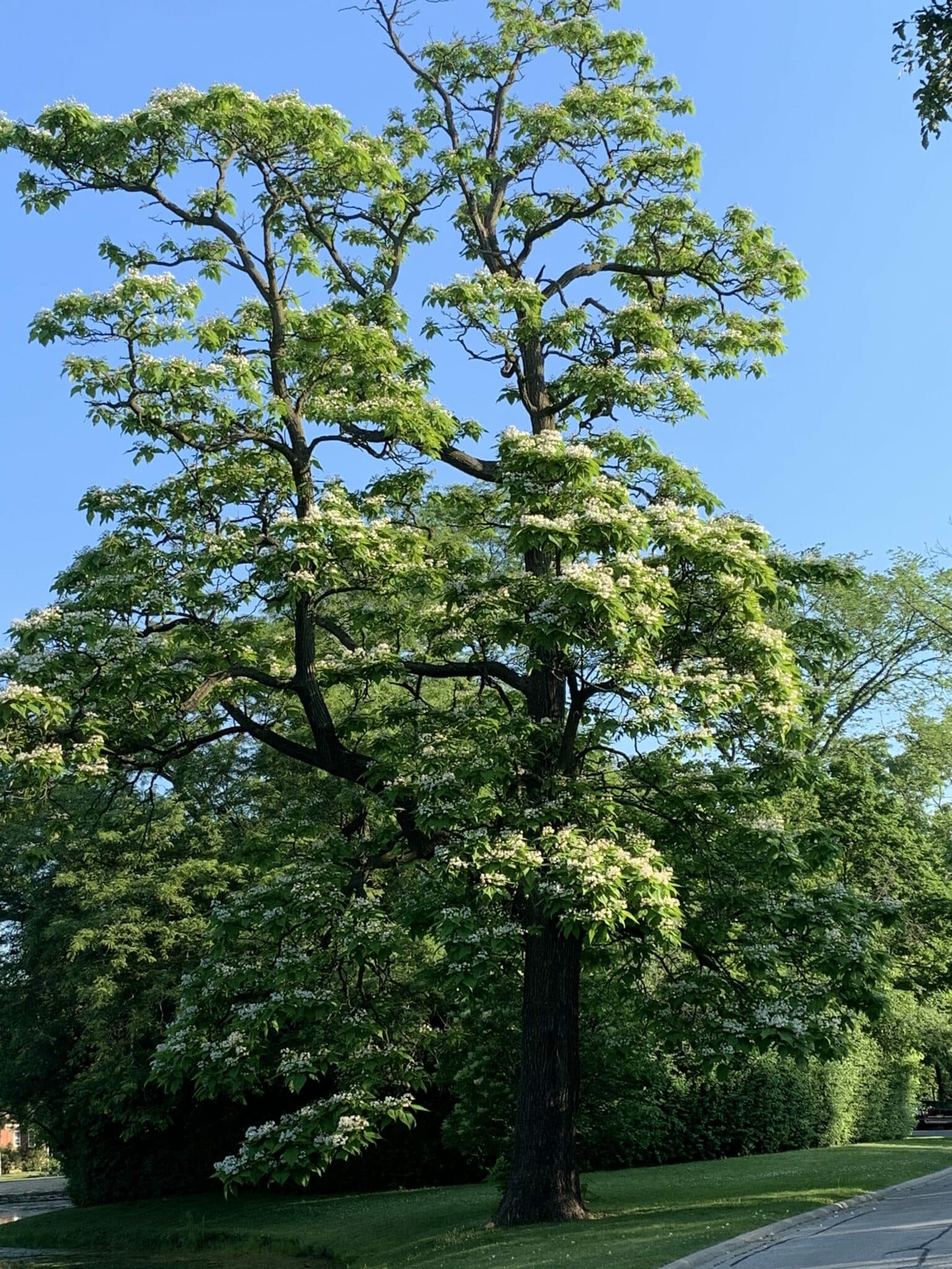 Large tree in urban setting.